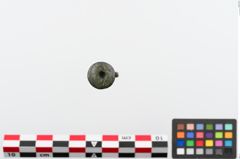 Foto von Bronzeortband (NHMW-PRAE-024361)